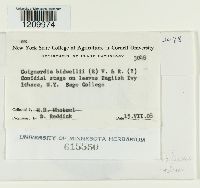 Guignardia bidwellii image