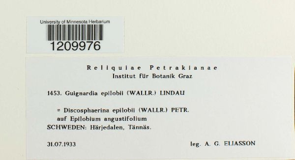 Guignardia epilobii image