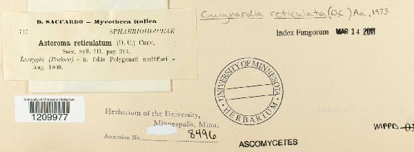 Guignardia reticulata image