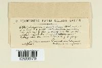 Guignardia reticulata image