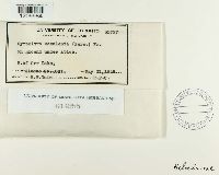 Gyromitra esculenta image