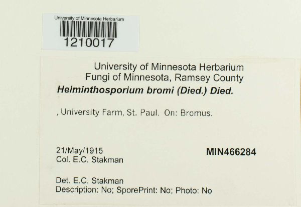 Pyrenophora bromi image