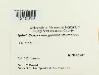 Pyrenophora graminea image