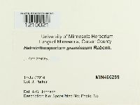 Pyrenophora graminea image