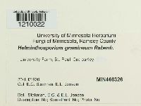 Pyrenophora graminea image