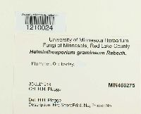 Pyrenophora graminea image