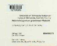 Pyrenophora graminea image