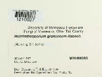 Pyrenophora graminea image