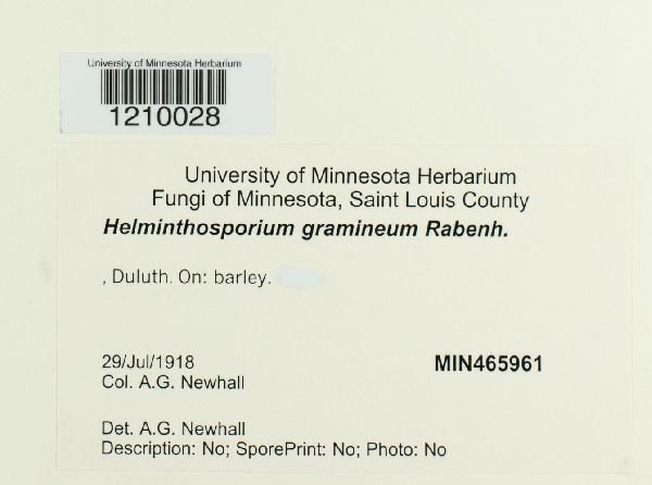 Pyrenophora graminea image