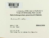 Pyrenophora graminea image