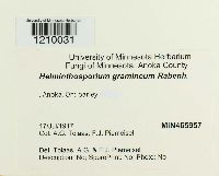 Pyrenophora graminea image