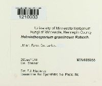 Pyrenophora graminea image