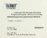 Pyrenophora graminea image