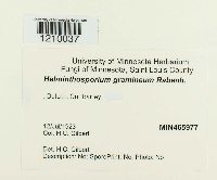 Pyrenophora graminea image