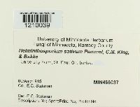 Cochliobolus sativus image