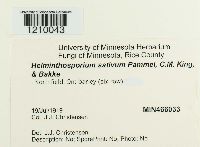 Cochliobolus sativus image