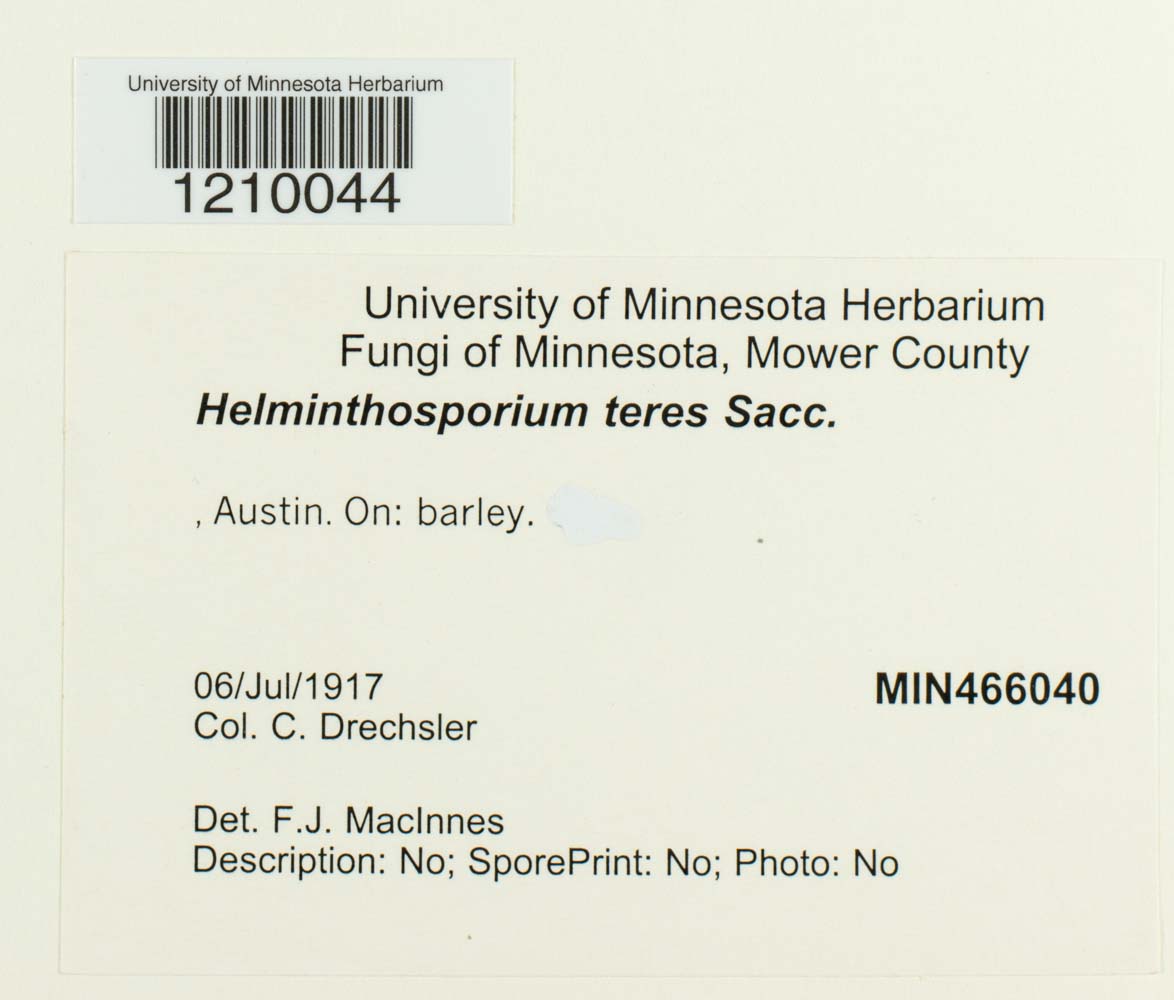Pyrenophora teres image