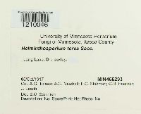 Pyrenophora teres image