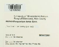 Pyrenophora teres image