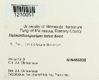 Pyrenophora teres image