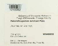 Setosphaeria turcica image