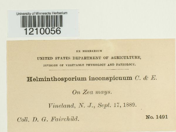 Setosphaeria turcica image