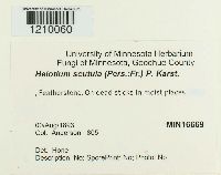 Hymenoscyphus scutula image