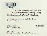 Hymenoscyphus scutula image