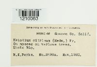 Media resource of Bisporella citrina