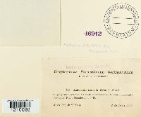 Hymenoscyphus scutula image