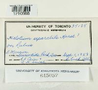 Phialina separabilis image