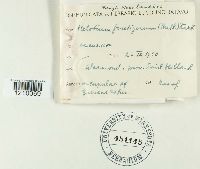 Hymenoscyphus fructigenus image