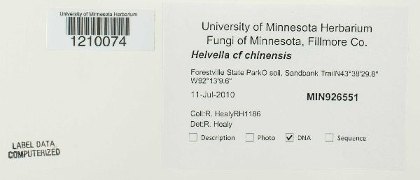 Helvella chinensis image