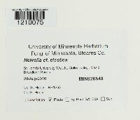 Helvella elastica image