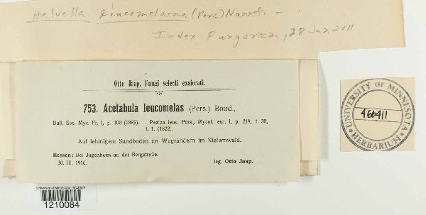 Helvella leucomelaena image