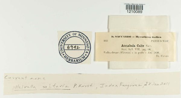 Helvella solitaria image