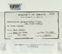 Herpotrichia juniperi image