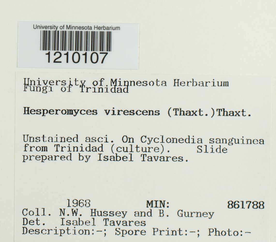 Hesperomyces virescens image