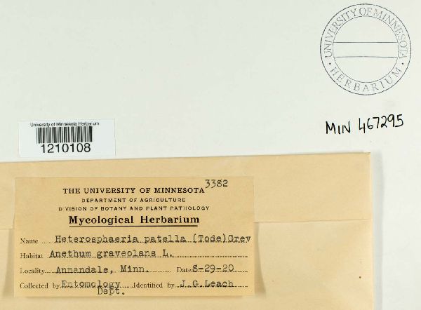 Heterosphaeria patella image