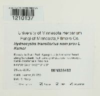 Hydnocystis transitoria image