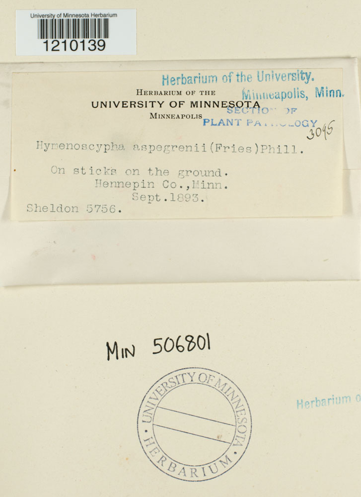 Hymenoscyphus aspegrenii image