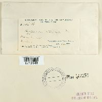 Hypocrea citrina image