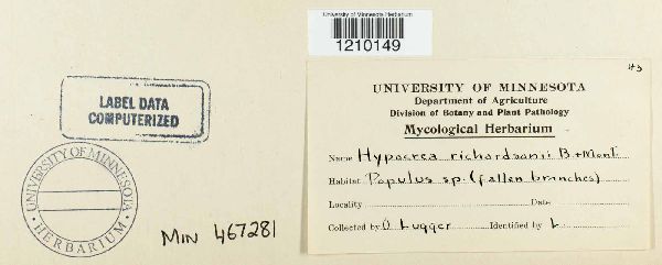 Hypocrea richardsonii image