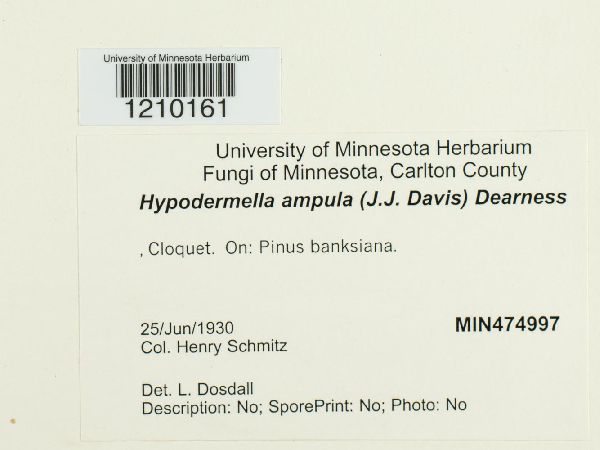 Davisomycella ampla image