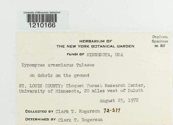 Hypomyces armeniacus image