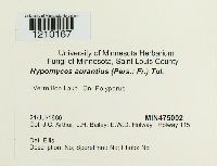 Hypomyces aurantius image