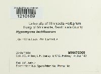 Hypomyces lactifluorum image