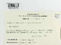 Hypomyces luteovirens image