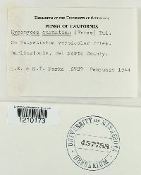 Hypomyces aurantius image