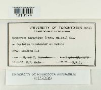 Hypomyces aurantius image